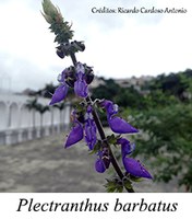 Plectranthus barbatus - prancha