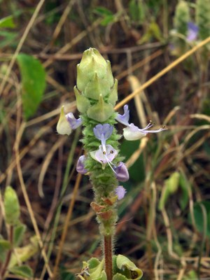 Plectranthus caninus - Siddarth Machado