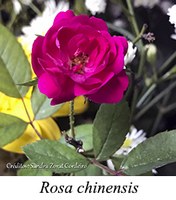 Rosa chinensis - prancha