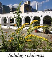 Solidago chilensis - prancha