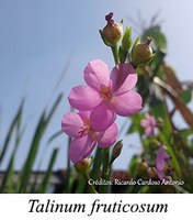 Talinum fruticosum - prancha