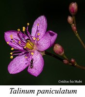 Talinum paniculatum - prancha