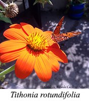 Tithonia rotundifolia - prancha