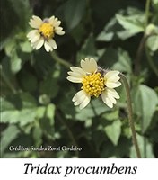 Tridax procumbens - prancha