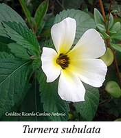 Turnera subulata - prancha