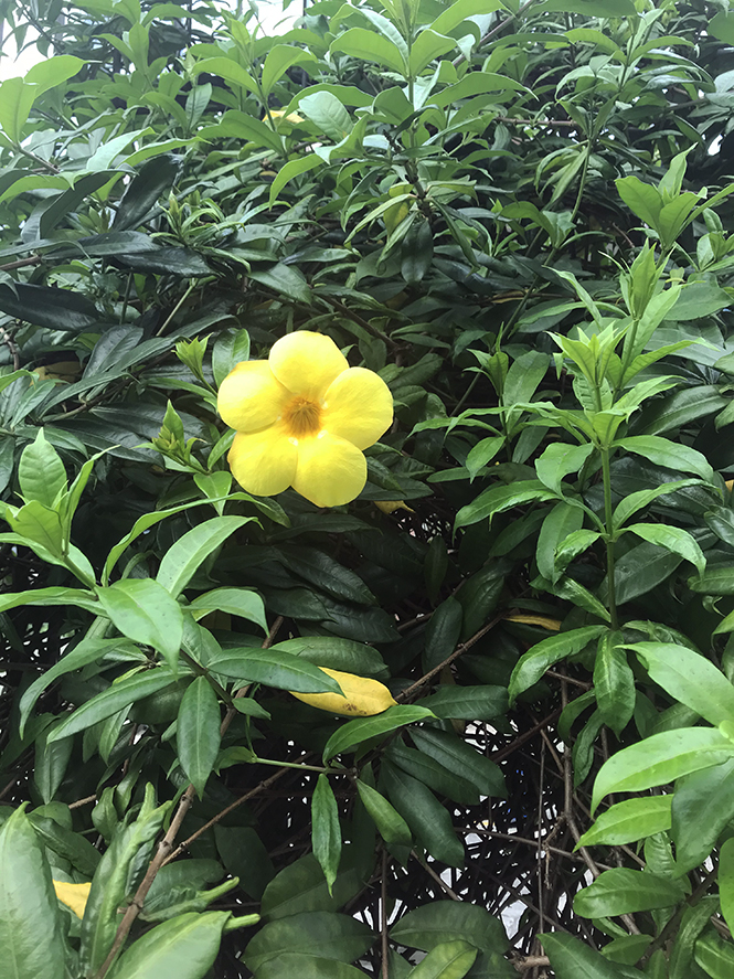 Allamanda cathartica - Canto das Flores 1