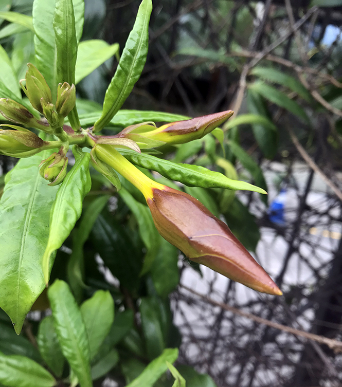 Allamanda cathartica - Canto das Flores 2