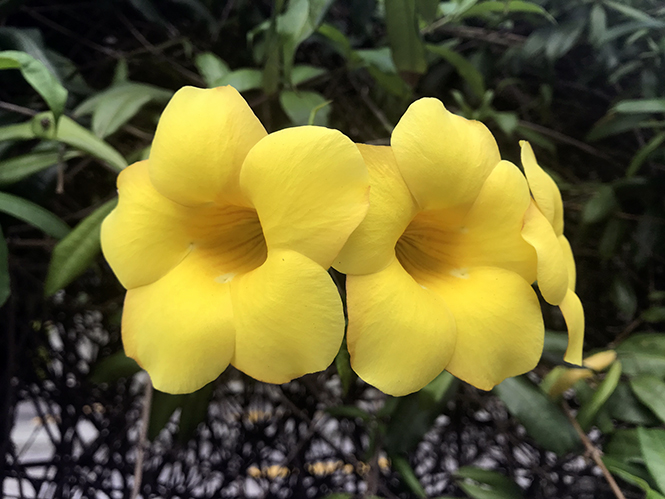 Allamanda cathartica - Canto das Flores 4