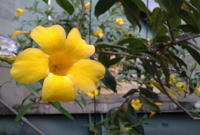 Allamanda cathartica - Canto das Flores 6