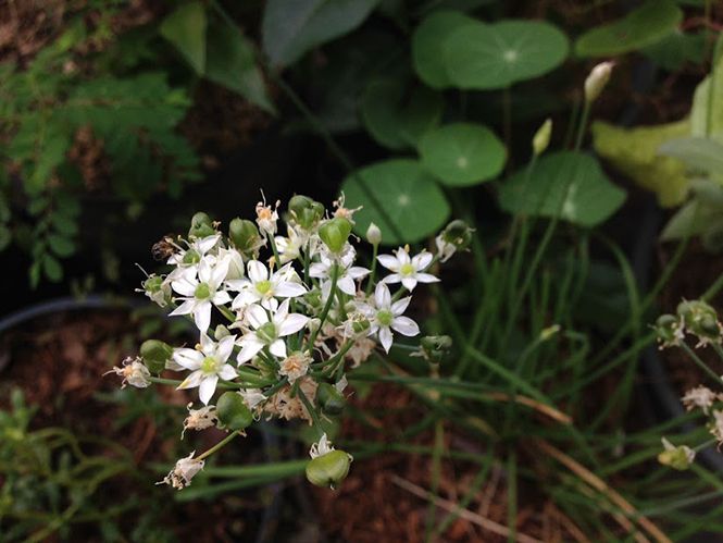 Allium tuberosum - Canto das Flores 10