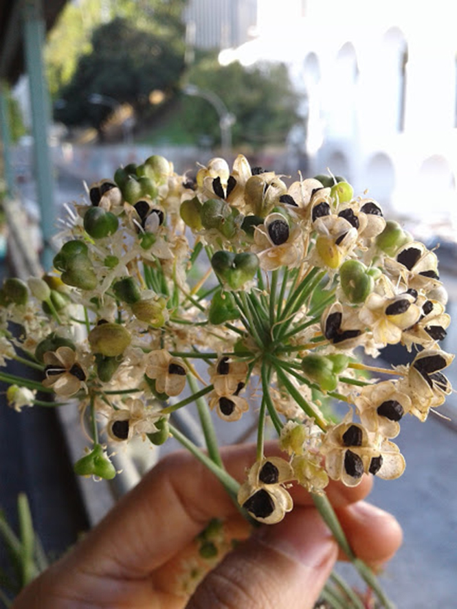 Allium tuberosum - Canto das Flores 3