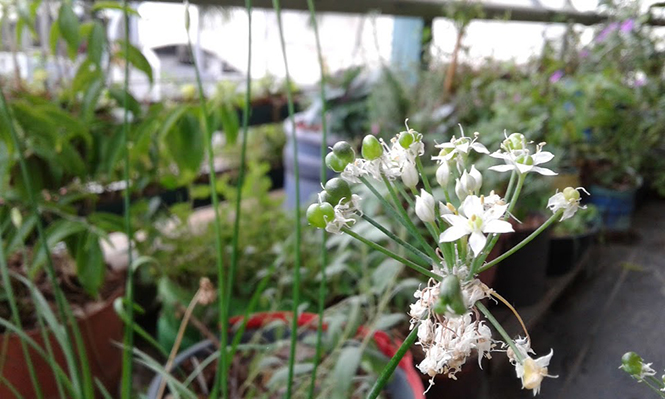Allium tuberosum - Canto das Flores 8