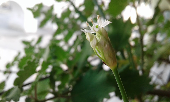 Allium tuberosum - Canto das Flores 9