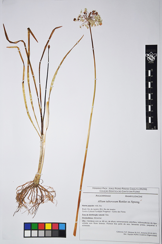 Allium tuberosum - exsicata