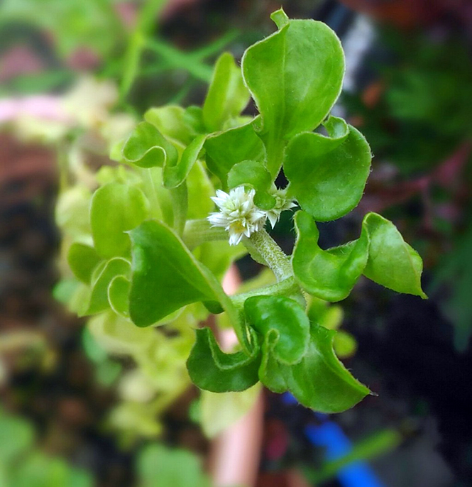 Alternanthera sessilis - Canto das Flores 3 - Food Steps 