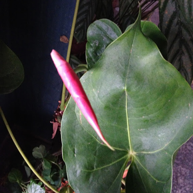 Anthurium andreanum - Canto das Flores 2