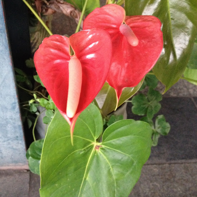 Anthurium andreanum - Canto das Flores 1