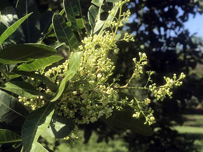 Aroeira - Schinus terebinthifolia - Canto das Flores 3