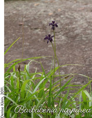 Barbacenia purpurea