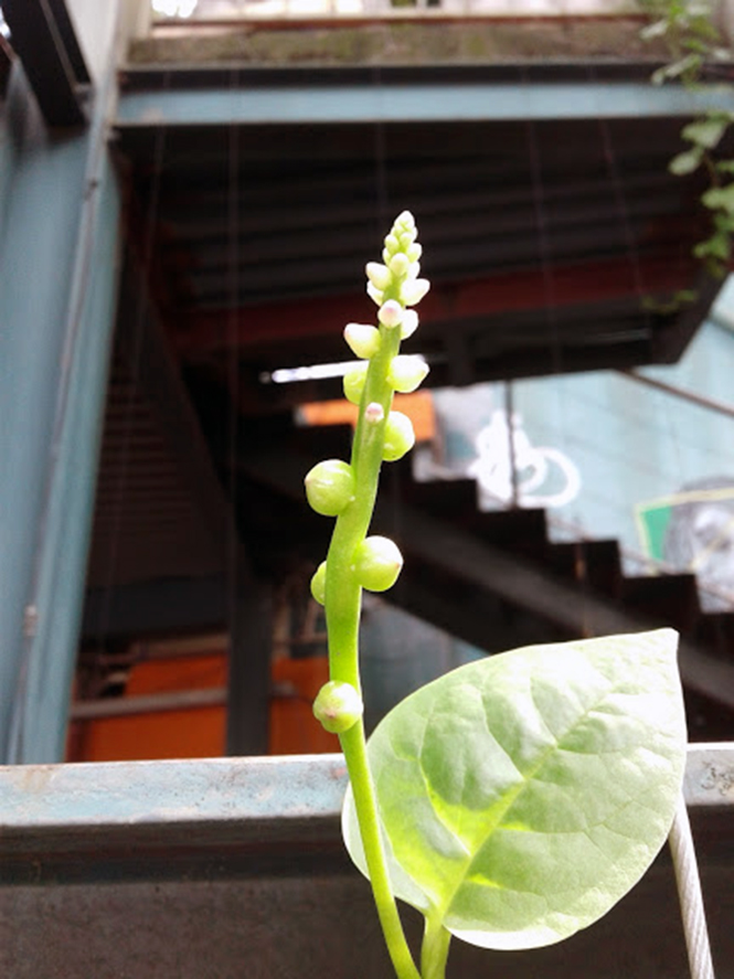 Basella alba - Canto das Flores 1