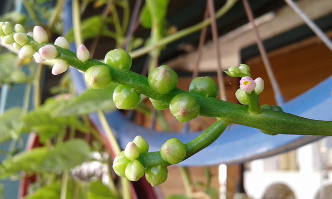 Basella alba - Canto das Flores 2