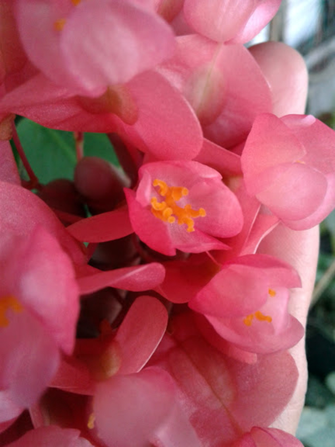 Begonia coccinea - Canto das Flores 3