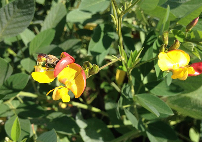 Cajanus cajan - Canto das Flores 2