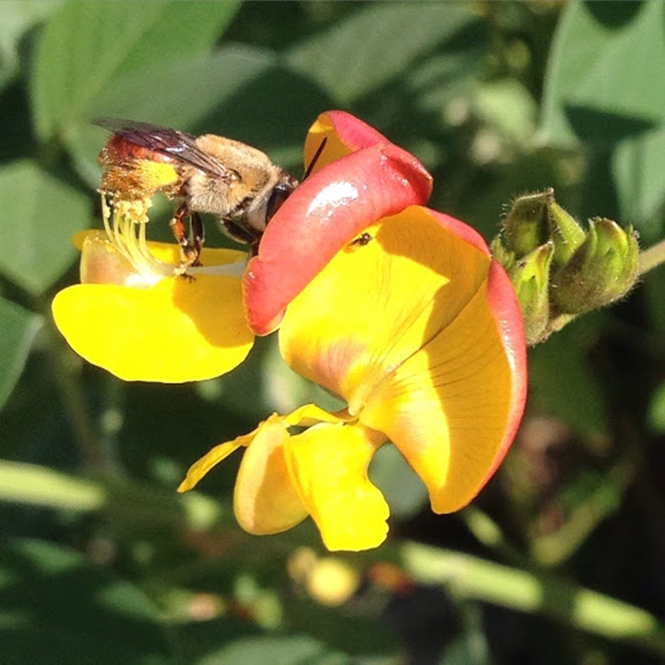 Cajanus cajan - Canto das Flores 3