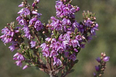 Calluna vulgaris - Jac Janssen 2