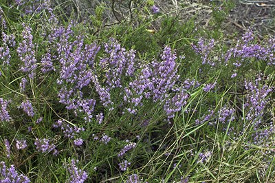 Calluna vulgaris - Jac Janssen