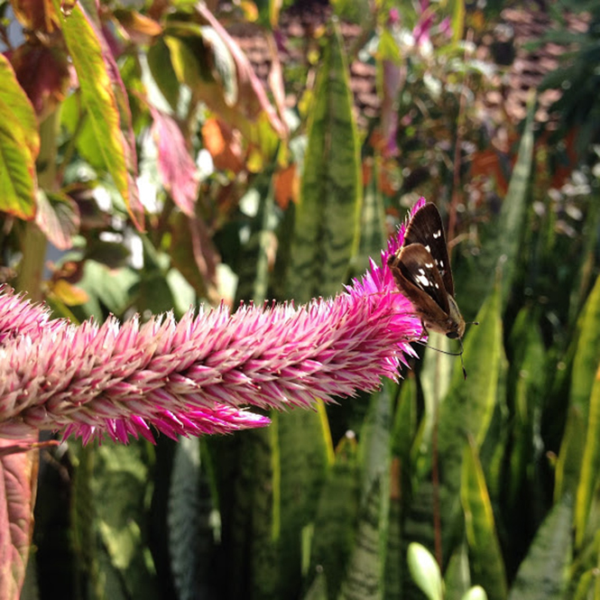 Celosia argentea - Canto das Flores 2