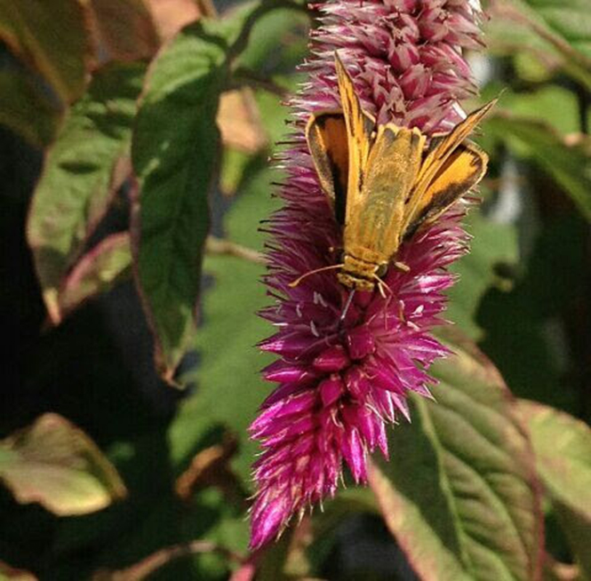 Celosia argentea - Canto das Flores 3