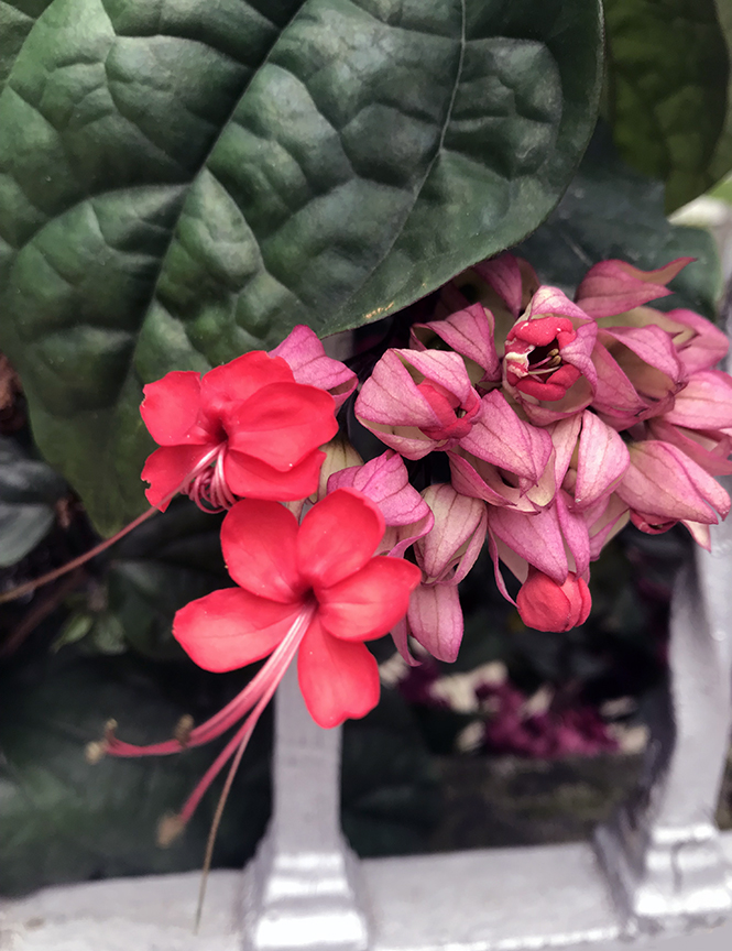 Clerodendrum x speciosum - Canto das Flores 2