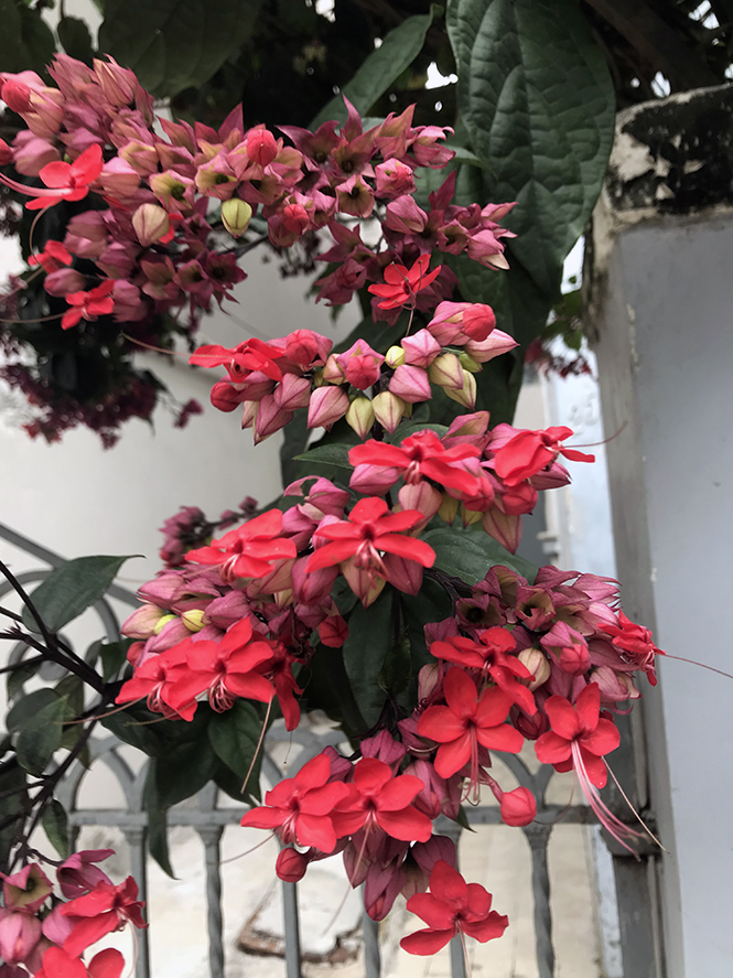 Clerodendrum x speciosum - Canto das Flores 3