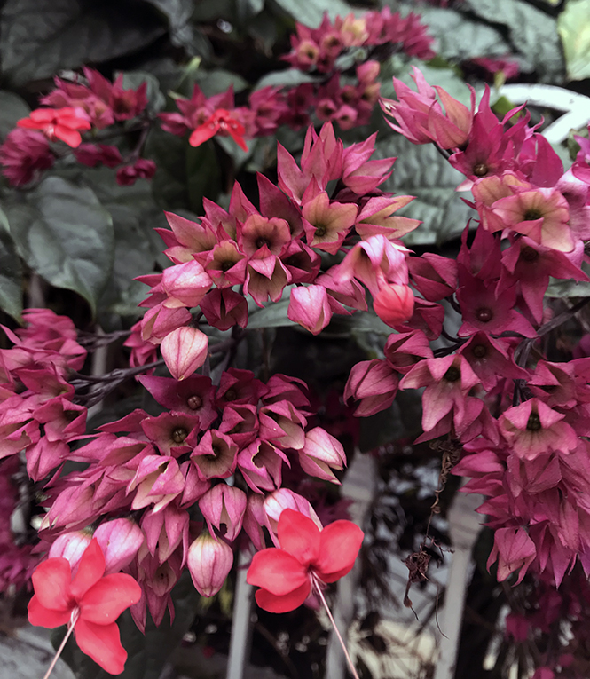 Clerodendrum x speciosum - Canto das Flores 5