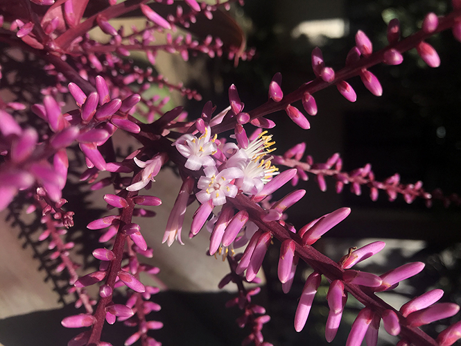 Cordyline fruticosa - Canto das Flores 6