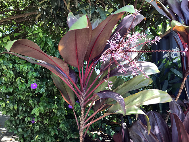 Cordyline fruticosa - Canto das Flores 7