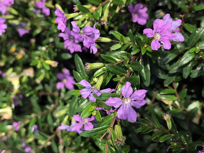 Cuphea hyssopifolia - Canto das Flores 2