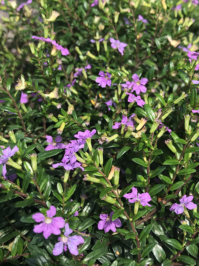 Cuphea hyssopifolia - Canto das Flores 3