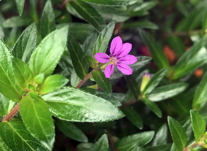 Cuphea hyssopifolia - Canto das Flores 4