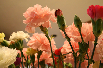 Dianthus caryophyllus - Lindsey Turner