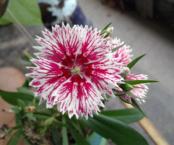 Dianthus chinensis - Canto das Flores 1