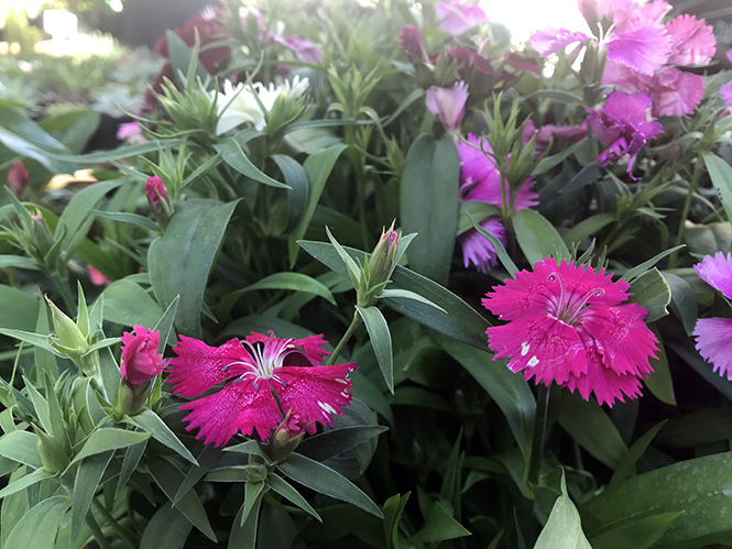 Dianthus chinensis - Canto das Flores 5