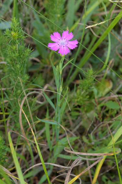 Dianthus chinensis - Nadezhda Liksakova