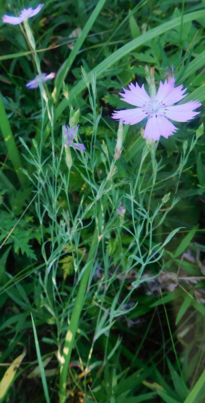 Dianthus chinensis - Сергей Квашнин 1