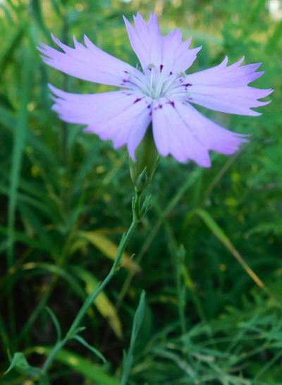 Dianthus chinensis - Сергей Квашнин 2