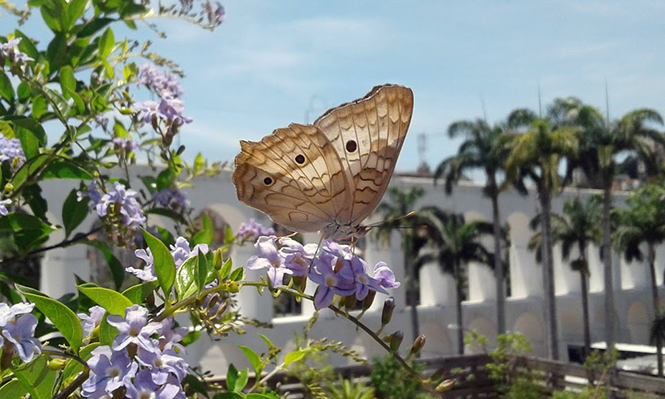 Duranta erecta - Canto das Flores 2