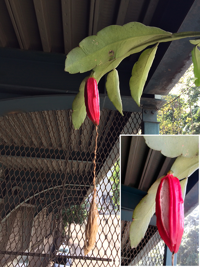 Epiphyllum oxypetalum - Canto das Flores - fruto