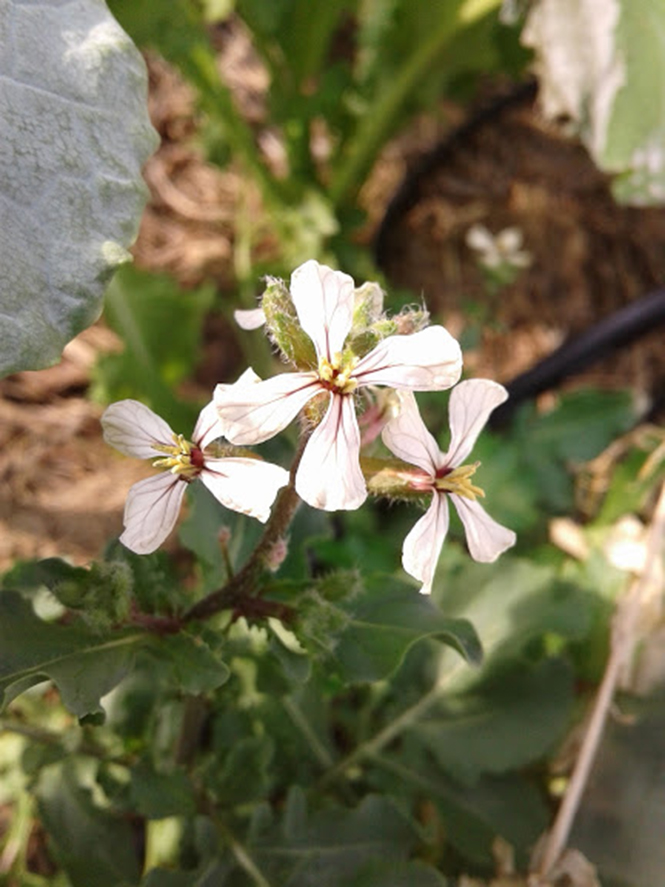 Eruca vesicaria - Canto das Flores 1