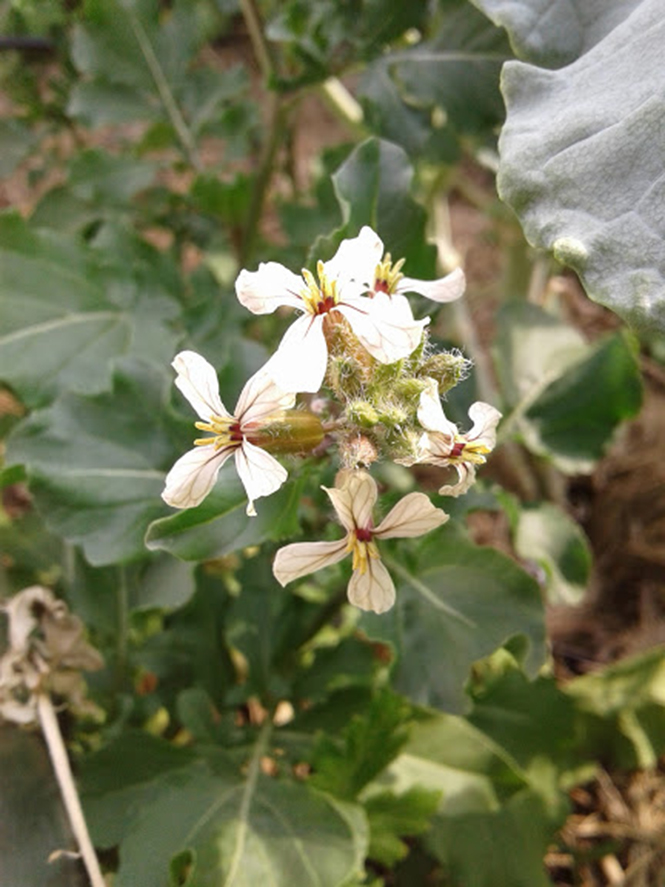 Eruca vesicaria - Canto das Flores 6